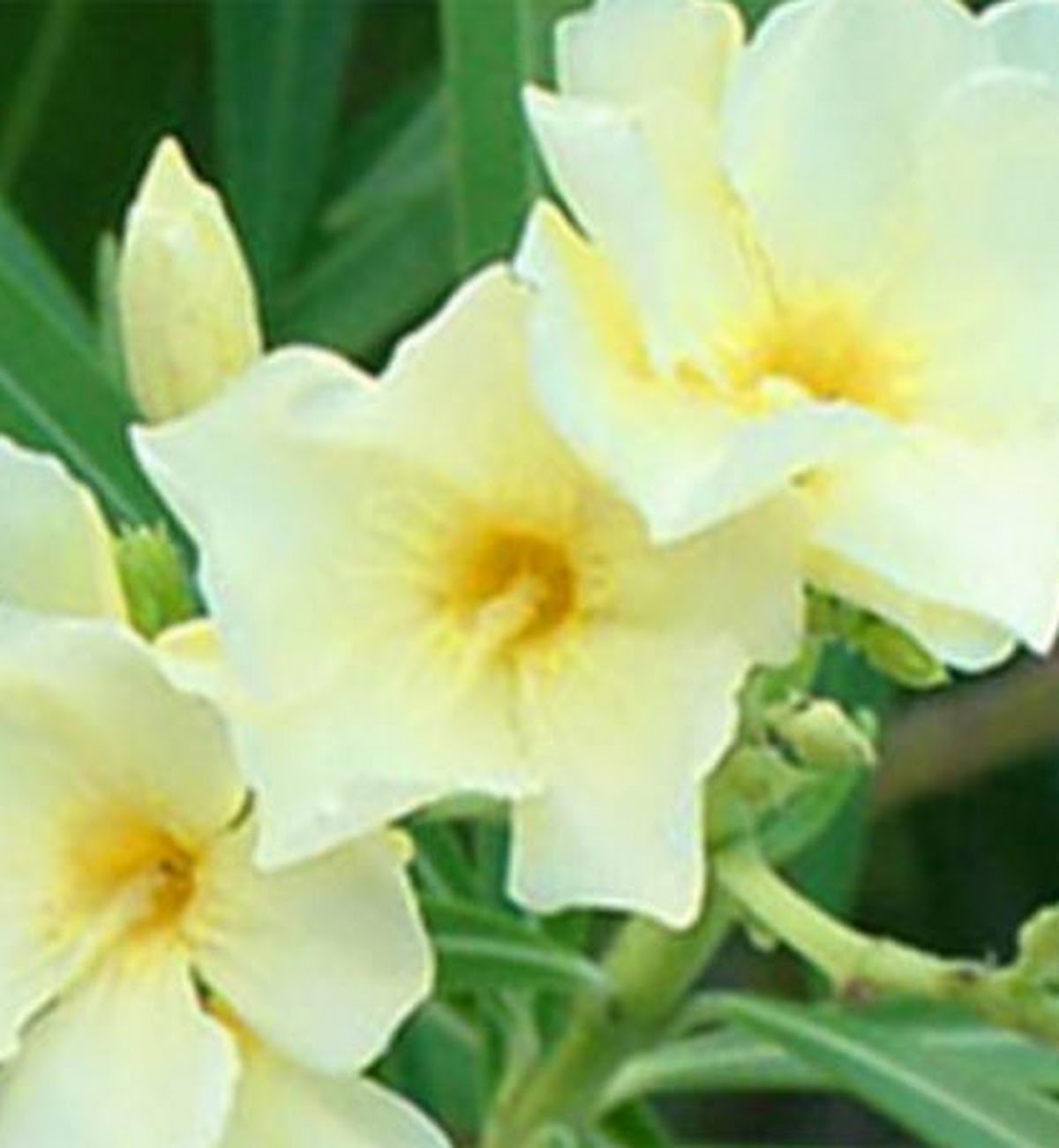 Decoración con piedras