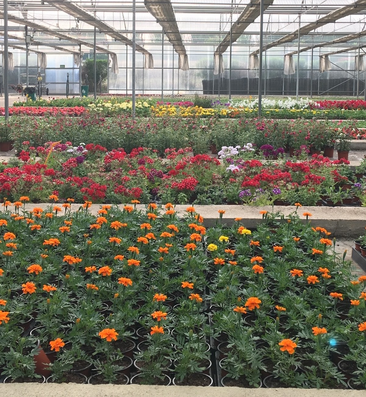 Viveros El Arca Invernadero