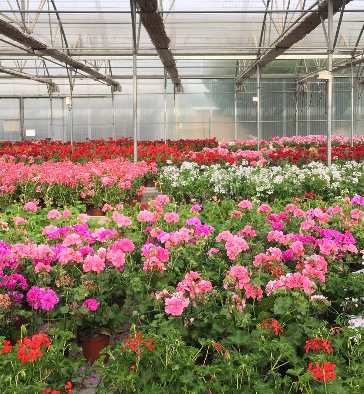 Invernadero y flores